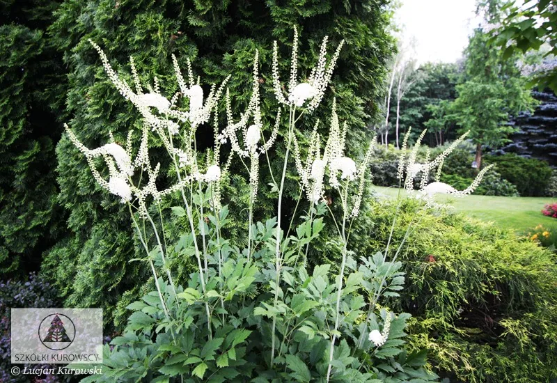 Plantes vivaces