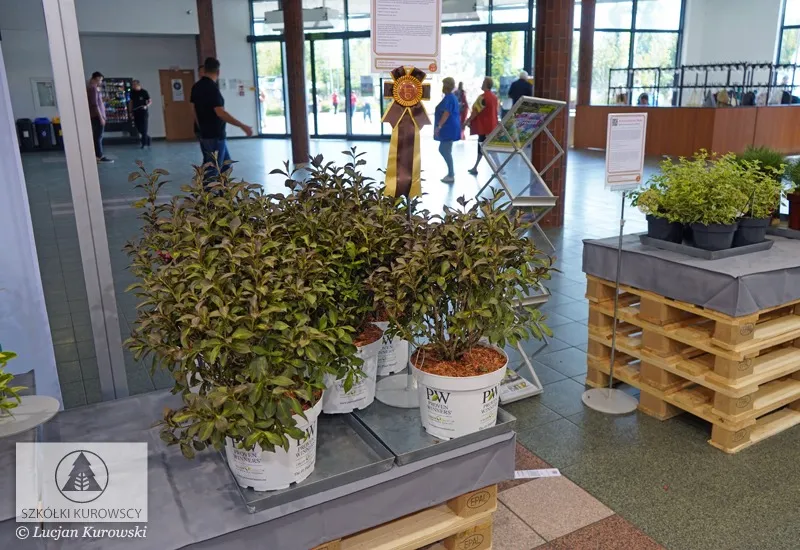 Plantes en conteneurs