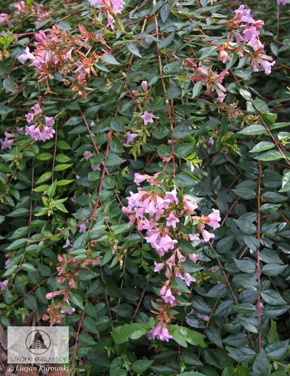 Plantes à feuilles caduques