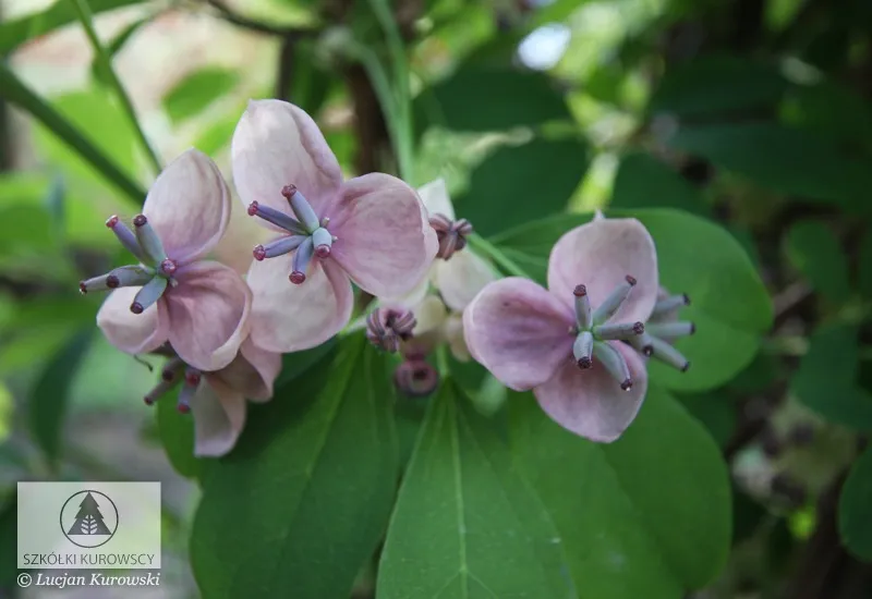 Plantes grimpantes