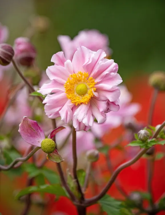 Plantes vivaces