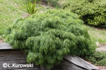 Plantes exotiques